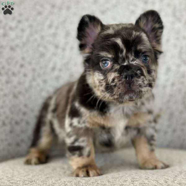 Rockstar, French Bulldog Puppy