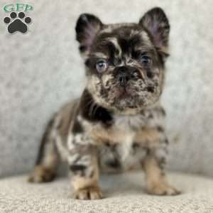 Rockstar, French Bulldog Puppy