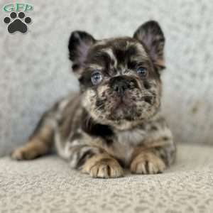 Rockstar, French Bulldog Puppy