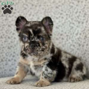 Rockstar, French Bulldog Puppy