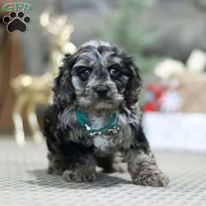 Rocky, Cockapoo Puppy