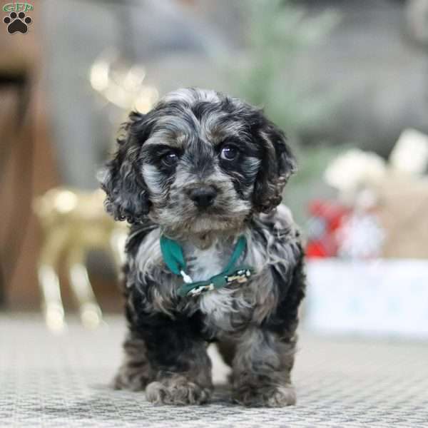 Rocky, Cockapoo Puppy