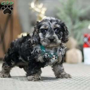 Rocky, Cockapoo Puppy