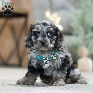 Rocky, Cockapoo Puppy