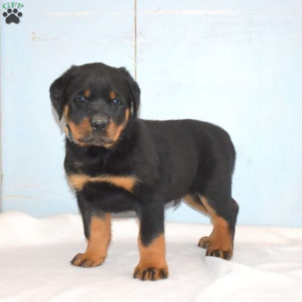 Rocky, Rottweiler Puppy