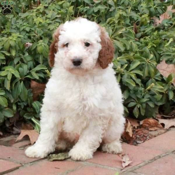 Rocky, Mini Goldendoodle Puppy