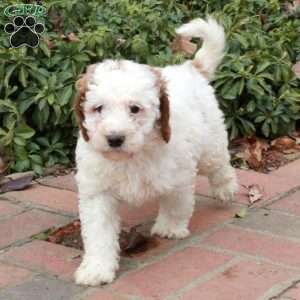 Rocky, Mini Goldendoodle Puppy