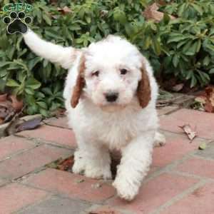 Rocky, Mini Goldendoodle Puppy