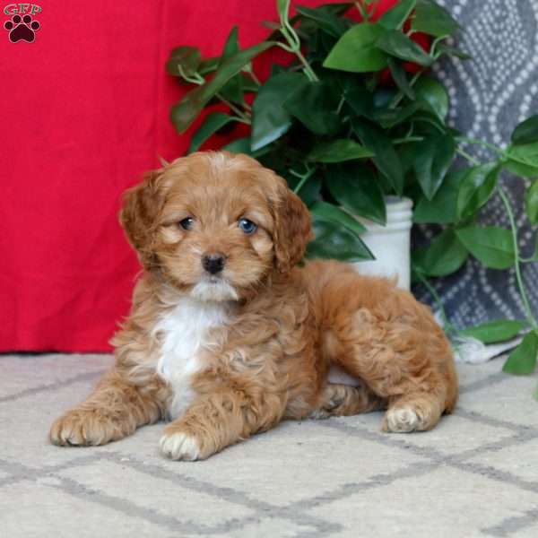 Rocky, Cockapoo Puppy