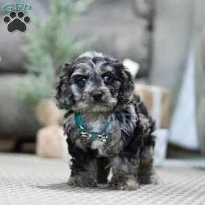 Rocky, Cockapoo Puppy