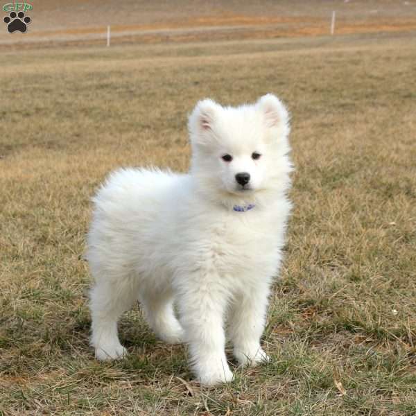 Rodger, Samoyed Puppy