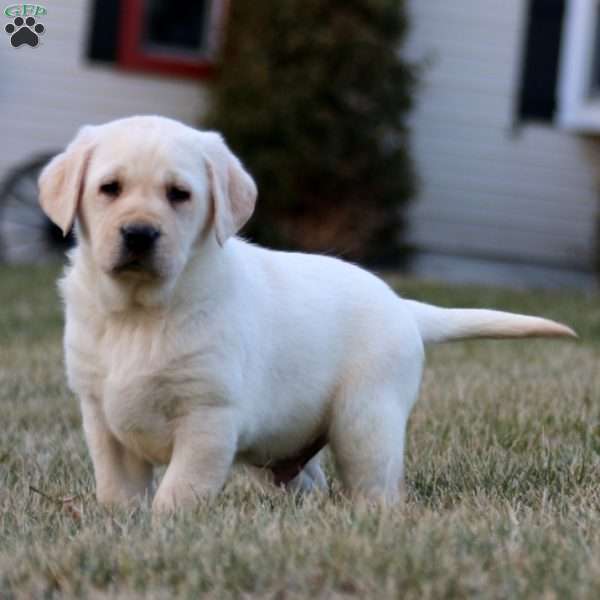 Rodger, Yellow Labrador Retriever Puppy