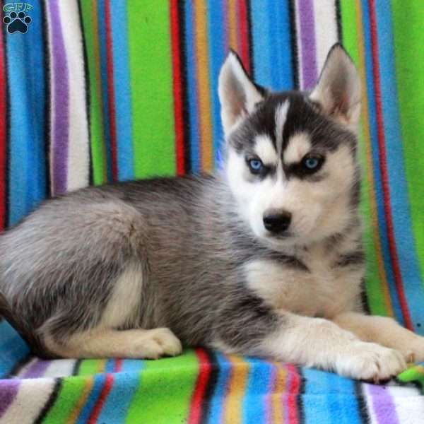 Roger, Siberian Husky Puppy