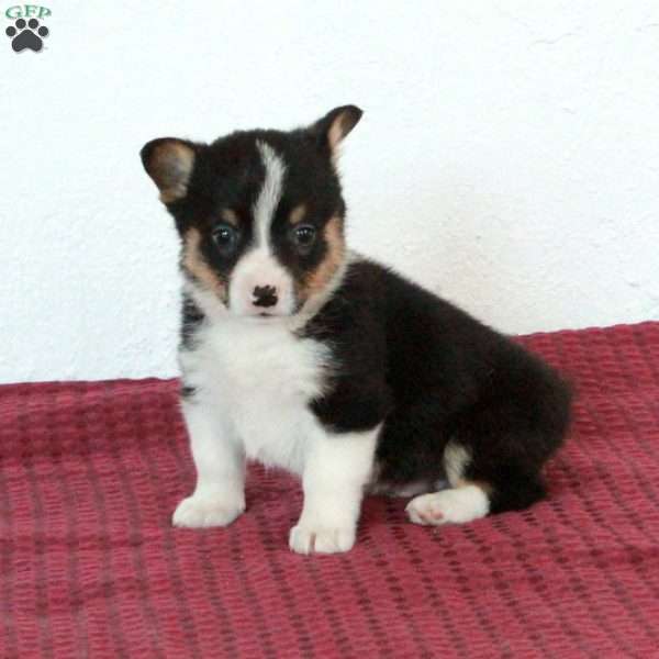 Roger, Pembroke Welsh Corgi Puppy