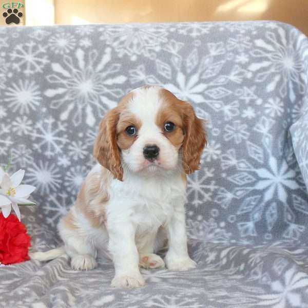 Roger, Cavalier King Charles Spaniel Puppy