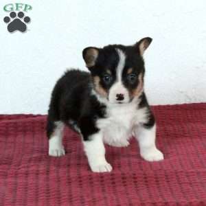 Roger, Pembroke Welsh Corgi Puppy