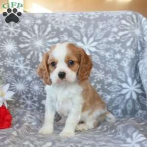 Roger, Cavalier King Charles Spaniel Puppy