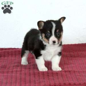 Roger, Pembroke Welsh Corgi Puppy