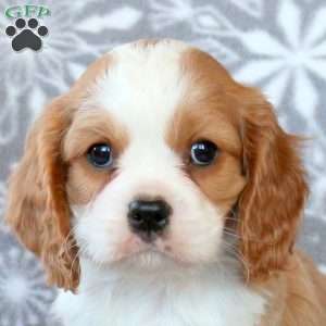 Roger, Cavalier King Charles Spaniel Puppy