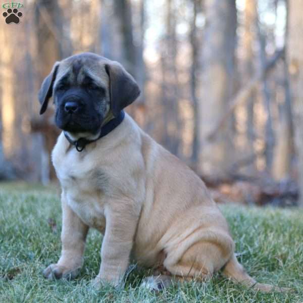 Roger, English Mastiff Puppy