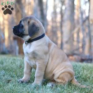 Roger, English Mastiff Puppy