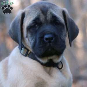 Roger, English Mastiff Puppy