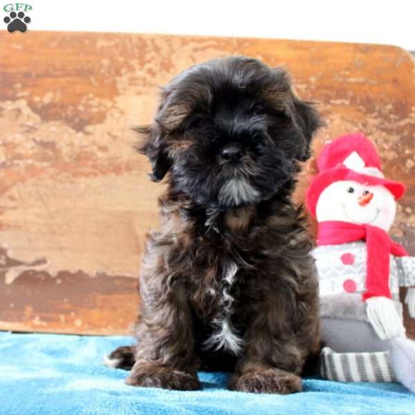 Rolly, Shih-Poo Puppy