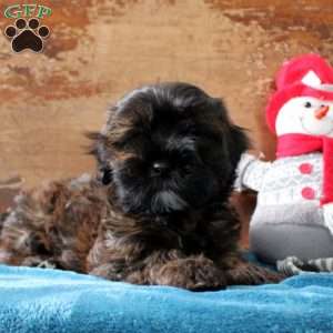 Rolly, Shih-Poo Puppy