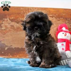 Rolly, Shih-Poo Puppy