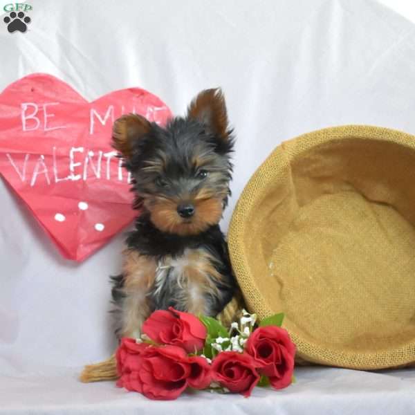 Romeo, Yorkie Puppy