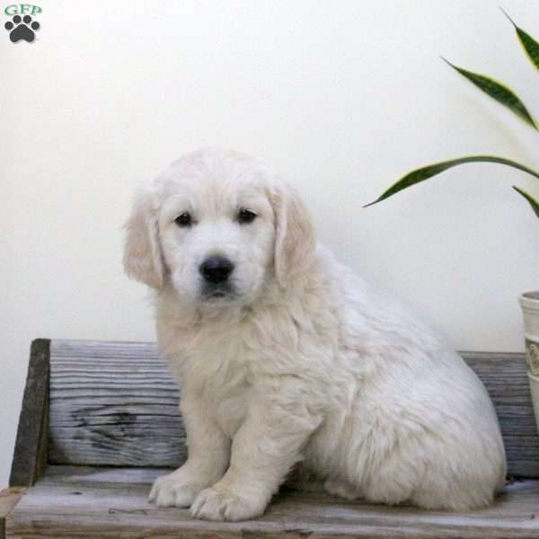 Romeo, English Cream Golden Retriever Puppy