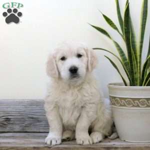 Romeo, English Cream Golden Retriever Puppy