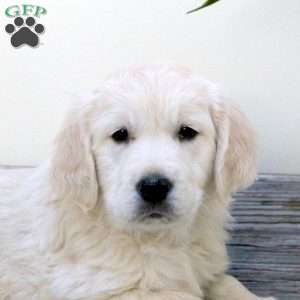 Romeo, English Cream Golden Retriever Puppy