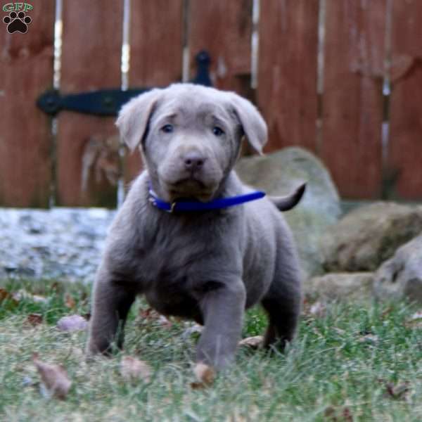 Rookie, Silver Labrador Retriever Puppy