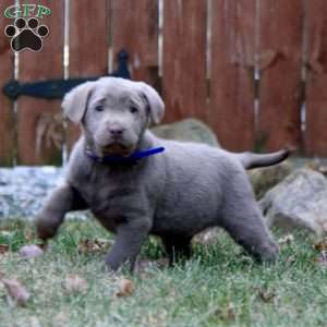 Rookie, Silver Labrador Retriever Puppy