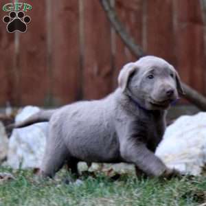 Rookie, Silver Labrador Retriever Puppy