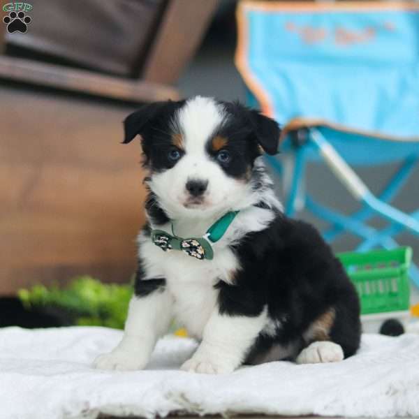 Rosco, Miniature Australian Shepherd Puppy