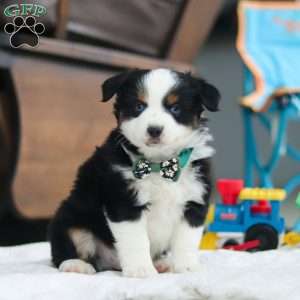 Rosco, Miniature Australian Shepherd Puppy