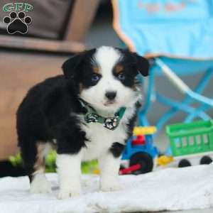 Rosco, Miniature Australian Shepherd Puppy