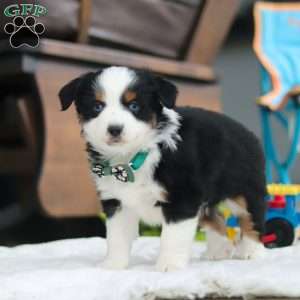 Rosco, Miniature Australian Shepherd Puppy