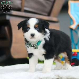 Rosco, Miniature Australian Shepherd Puppy