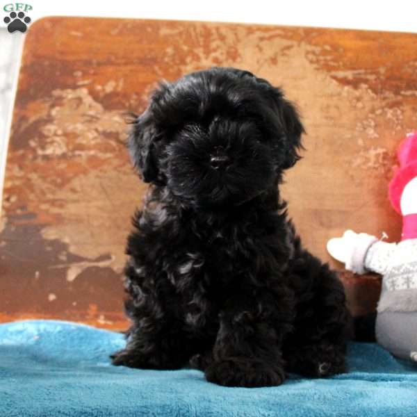 Rosco, Shih-Poo Puppy