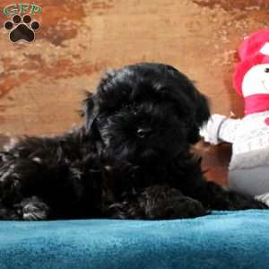 Rosco, Shih-Poo Puppy