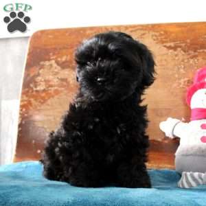 Rosco, Shih-Poo Puppy