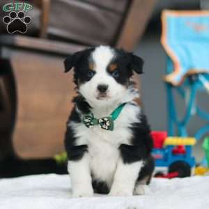 Rosco, Miniature Australian Shepherd Puppy