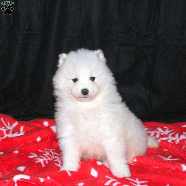 Roscoe, Samoyed Puppy