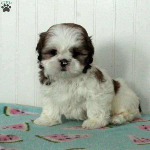 Rose, Shih Tzu Puppy