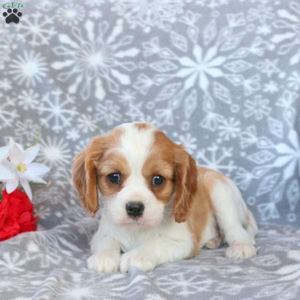 Rose, Cavalier King Charles Spaniel Puppy