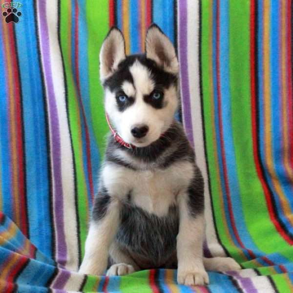 Rosie, Siberian Husky Puppy