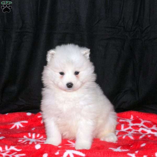 Rosie, Samoyed Puppy